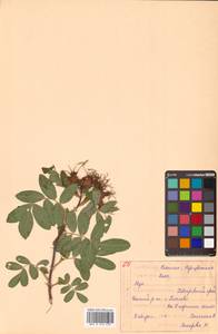 Rosa acicularis × davurica, Siberia, Russian Far East (S6) (Russia)