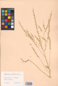 Lepidium sativum L., Eastern Europe, Moscow region (E4a) (Russia)