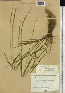 Elymus macrourus (Turcz.) Tzvelev, Siberia, Yakutia (S5) (Russia)