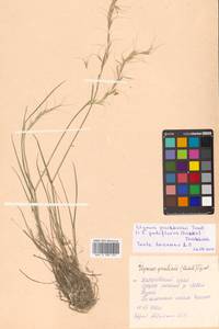Elymus gmelinii (Trin.) Tzvelev, Siberia, Russian Far East (S6) (Russia)