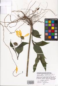Helianthus tuberosus L., Eastern Europe, Moscow region (E4a) (Russia)