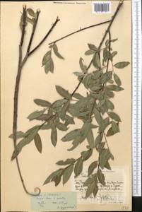 Salix excelsa J.F.Gmel., Middle Asia, Western Tian Shan & Karatau (M3) (Uzbekistan)