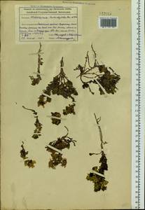Allardia tridactylites (Kar. & Kir.) Sch. Bip., Siberia, Altai & Sayany Mountains (S2) (Russia)