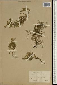 Thymus roegneri K.Koch, South Asia, South Asia (Asia outside ex-Soviet states and Mongolia) (ASIA) (Turkey)