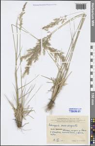 Calamagrostis pseudophragmites (Haller f.) Koeler, South Asia, South Asia (Asia outside ex-Soviet states and Mongolia) (ASIA) (China)