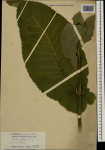 Inula helenium L., Caucasus, Armenia (K5) (Armenia)