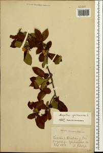 Mespilus germanica L., Caucasus, Georgia (K4) (Georgia)