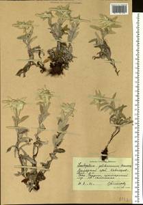 Leontopodium palibinianum Beauverd, Siberia, Russian Far East (S6) (Russia)