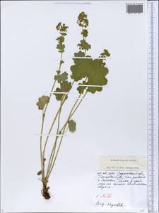 Alchemilla nemoralis Alechin, Eastern Europe, Lower Volga region (E9) (Russia)