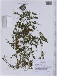 Vicia cracca L., Western Europe (EUR) (Germany)