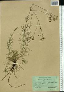 Galium xeroticum (Klokov) Pobed., Eastern Europe, North Ukrainian region (E11) (Ukraine)