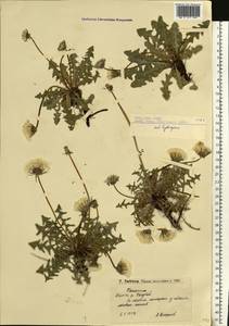 Taraxacum erythrospermum Andrz. ex Besser, Eastern Europe, Lower Volga region (E9) (Russia)