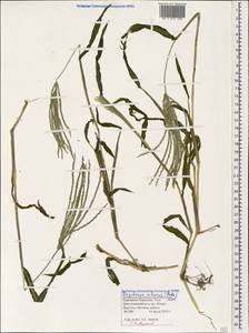 Digitaria ciliaris (Retz.) Koeler, Caucasus, Stavropol Krai, Karachay-Cherkessia & Kabardino-Balkaria (K1b) (Russia)