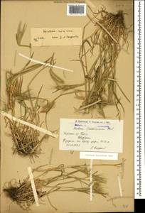 Hordeum murinum subsp. leporinum (Link) Arcang., Caucasus, Armenia (K5) (Armenia)