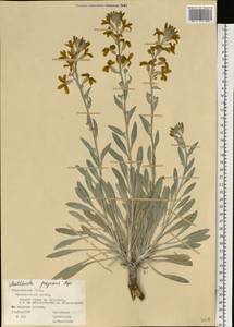 Matthiola fragrans (Fisch.) Bunge, Eastern Europe, Middle Volga region (E8) (Russia)