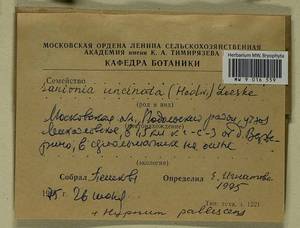 Jochenia pallescens (Hedw.) Hedenäs, Schlesak & D. Quandt, Bryophytes, Bryophytes - Moscow City & Moscow Oblast (B6a) (Russia)