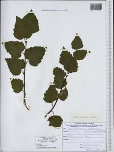Betula pendula Roth, Caucasus, South Ossetia (K4b) (South Ossetia)