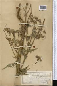 Sonchus asper (L.) Hill, Middle Asia, Western Tian Shan & Karatau (M3) (Kazakhstan)