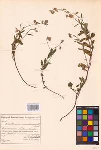 Helianthemum nummularium (L.) Mill., Eastern Europe, Belarus (E3a) (Belarus)