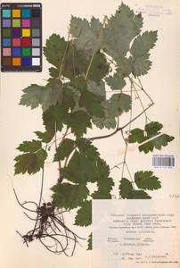 Actaea spicata L., Eastern Europe (no precise locality) (E0)
