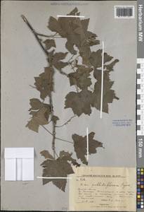 Ribes pallidiflorum Pojark., Siberia, Russian Far East (S6) (Russia)