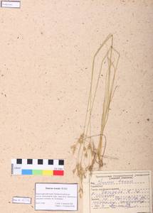 Juncus tenuis Willd., Siberia, Altai & Sayany Mountains (S2) (Russia)