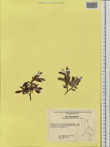 Salix viminalis L., Siberia, Russian Far East (S6) (Russia)