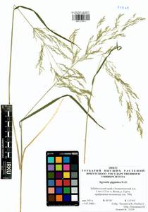 Agrostis gigantea Roth, Siberia, Baikal & Transbaikal region (S4) (Russia)