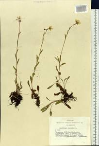 Saxifraga hirculus L., Siberia, Altai & Sayany Mountains (S2) (Russia)