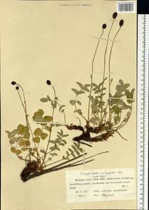 Sanguisorba officinalis subsp. officinalis, Siberia, Western Siberia (S1) (Russia)