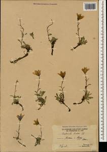 Campanula saxifraga subsp. aucheri (A.DC.) Ogan., Caucasus, South Ossetia (K4b) (South Ossetia)