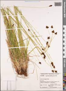 Carex norvegica Retz. , nom. cons., Siberia, Central Siberia (S3) (Russia)