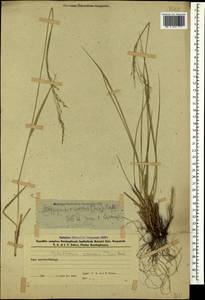 Achnatherum virescens (Trin.) Banfi, Galasso & Bartolucci, Caucasus, Azerbaijan (K6) (Azerbaijan)