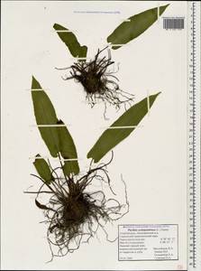 Asplenium scolopendrium subsp. scolopendrium, Caucasus, Azerbaijan (K6) (Azerbaijan)