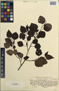 Populus tremula L., Eastern Europe, Northern region (E1) (Russia)