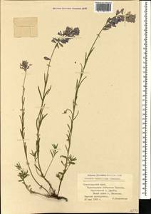 Polygala major Jacq., Caucasus, Black Sea Shore (from Novorossiysk to Adler) (K3) (Russia)