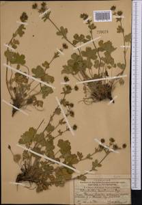 Potentilla desertorum Bunge, Middle Asia, Western Tian Shan & Karatau (M3) (Kazakhstan)