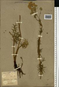 Thalictrum lucidum L., Eastern Europe, North Ukrainian region (E11) (Ukraine)