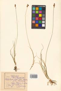 Carex lachenalii subsp. lachenalii, Siberia, Russian Far East (S6) (Russia)