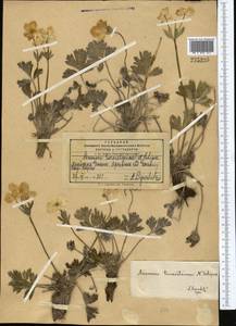 Anemonastrum protractum (Ulbr.) Holub, Middle Asia, Pamir & Pamiro-Alai (M2) (Kyrgyzstan)