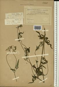 Torilis japonica (Houtt.) DC., Eastern Europe, Western region (E3) (Russia)