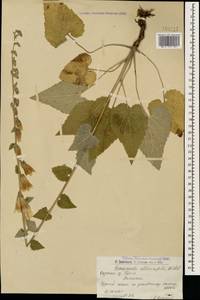 Campanula alliariifolia Willd., Caucasus, Armenia (K5) (Armenia)