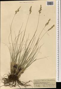 Festuca sibirica Hack. ex Boiss., Mongolia (MONG) (Mongolia)