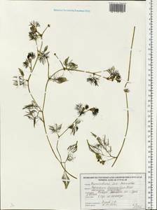 Ranunculus trichophyllus Chaix, Eastern Europe, Belarus (E3a) (Belarus)