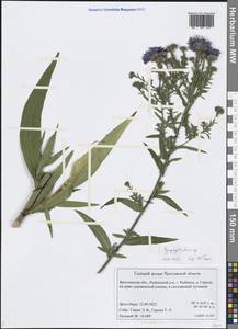 Aster, Eastern Europe, Central forest region (E5) (Russia)
