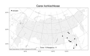 Carex korkischkoae A.E.Kozhevn., Atlas of the Russian Flora (FLORUS) (Russia)