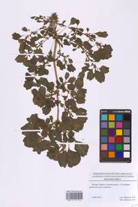 Amaranthus blitum L., Eastern Europe, Moscow region (E4a) (Russia)