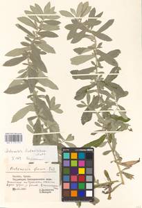 Artemisia ludoviciana Nutt., Eastern Europe, Lithuania (E2a) (Lithuania)