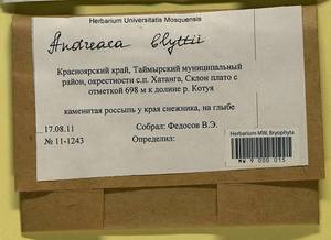 Andreaea blyttii Schimp., Bryophytes, Bryophytes - Krasnoyarsk Krai, Tyva & Khakassia (B17) (Russia)