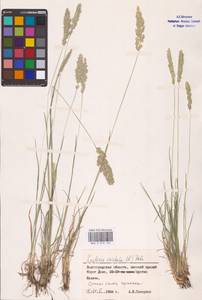 Koeleria pyramidata (Lam.) P.Beauv., Eastern Europe, Lower Volga region (E9) (Russia)